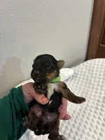 Rex, a male Yorkshire Terrier for sale in Bruce, SD – 8 of 10