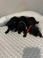 Rip, a male Yorkipoo for sale in Bruce, SD – 8 of 9