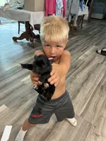 Jack, a male Yorkipoo for sale in Bruce, SD – 3 of 6