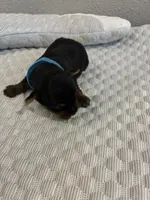 Jace, a male Yorkshire Terrier for sale in Bruce, SD – 4 of 10