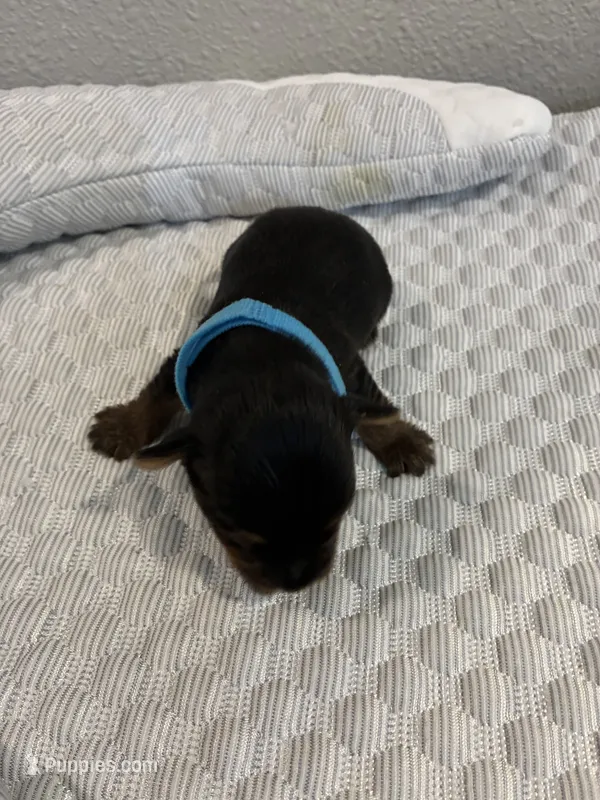 Jace – Yorkshire Terrier puppy for sale in Bruce, SD