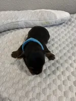 Jace, a male Yorkshire Terrier for sale in Bruce, SD – 1 of 10