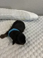 Jace, a male Yorkshire Terrier for sale in Bruce, SD – 2 of 10