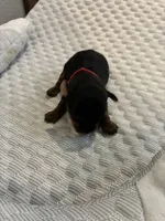 Max, a male Yorkshire Terrier for sale in Bruce, SD – 4 of 10