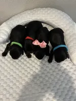 Sophie, a female Yorkipoo for sale in Bruce, SD – 9 of 9