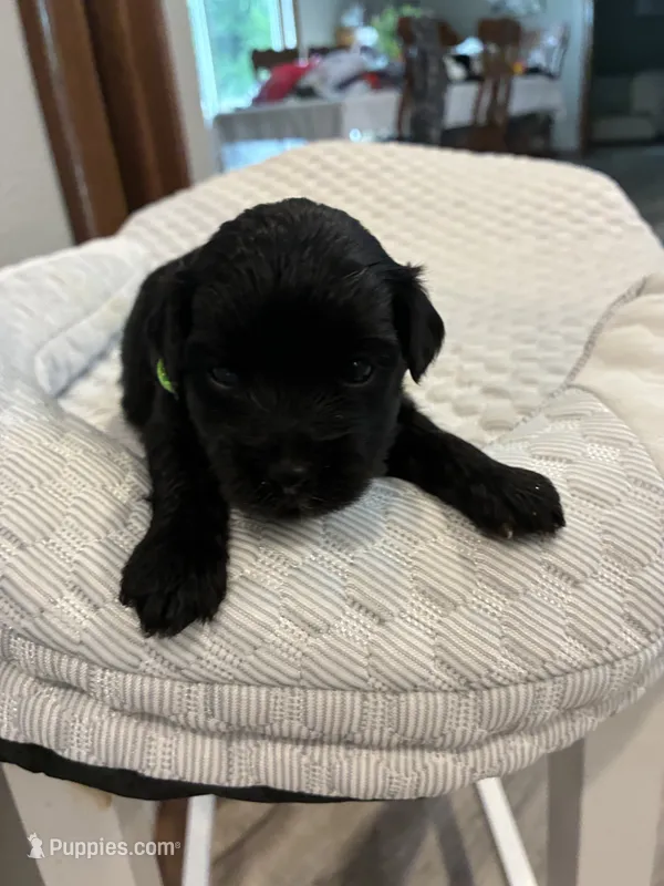 Jack – Yorkipoo puppy for sale in Bruce, SD