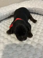 Charlie, a male Yorkipoo for sale in Bruce, SD – 3 of 6