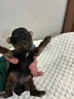Jace, a male Yorkshire Terrier for sale in Bruce, SD – 7 of 10