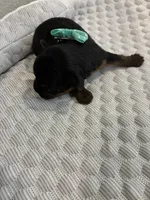 Sophie, a female Yorkshire Terrier for sale in Bruce, SD – 10 of 10