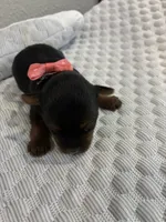 Sadie, a female Yorkshire Terrier for sale in Bruce, SD – 4 of 10