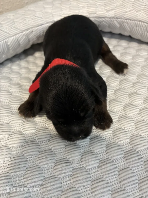 Charlie – Yorkipoo puppy for sale in Bruce, SD