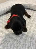 Charlie, a male Yorkipoo for sale in Bruce, SD – 1 of 6