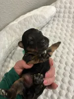 Sophie, a female Yorkshire Terrier for sale in Bruce, SD – 7 of 10