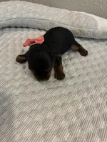 Sadie, a female Yorkshire Terrier for sale in Bruce, SD – 5 of 10