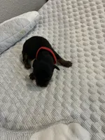 Max, a male Yorkshire Terrier for sale in Bruce, SD – 9 of 10