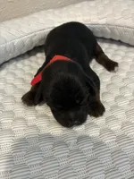 Charlie, a male Yorkipoo for sale in Bruce, SD – 5 of 6