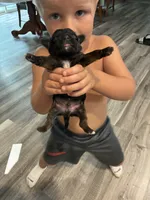 Jack, a male Yorkipoo for sale in Bruce, SD – 2 of 6