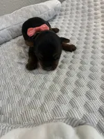 Sadie, a female Yorkshire Terrier for sale in Bruce, SD – 6 of 10