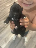 Sophie, a female Yorkipoo for sale in Bruce, SD – 2 of 9