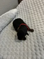 Max, a male Yorkshire Terrier for sale in Bruce, SD – 6 of 10