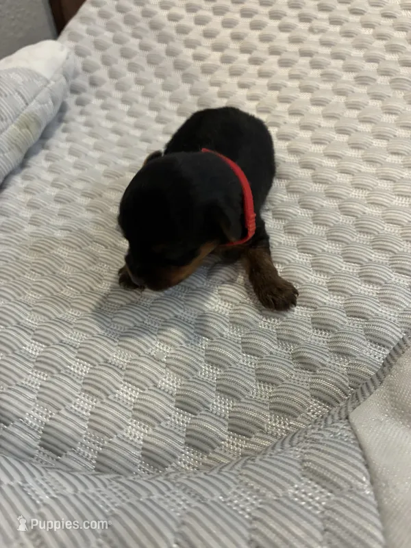 Max – Yorkshire Terrier puppy for sale in Bruce, SD
