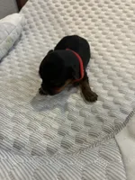 Max, a male Yorkshire Terrier for sale in Bruce, SD – 1 of 10