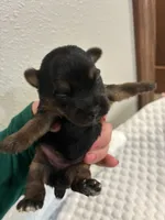 Sophie, a female Yorkshire Terrier for sale in Bruce, SD – 8 of 10