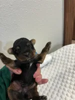 Jace, a male Yorkshire Terrier for sale in Bruce, SD – 9 of 10