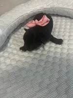 Sophie, a female Yorkipoo for sale in Bruce, SD – 6 of 9