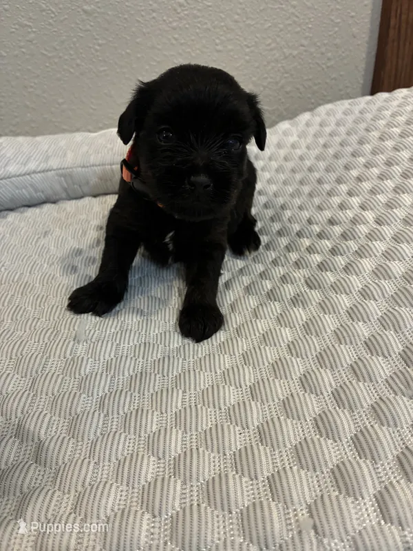Rip – Yorkipoo puppy for sale in Bruce, SD