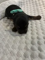Sophie, a female Yorkshire Terrier for sale in Bruce, SD – 6 of 10