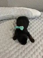 Sophie, a female Yorkshire Terrier for sale in Bruce, SD – 4 of 10