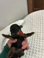Max, a male Yorkshire Terrier for sale in Bruce, SD – 2 of 10