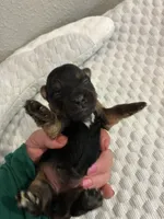 Sophie, a female Yorkshire Terrier for sale in Bruce, SD – 2 of 10