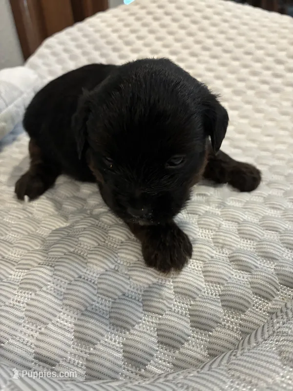 Charlie – Yorkipoo puppy for sale in Bruce, SD