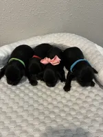 Sophie, a female Yorkipoo for sale in Bruce, SD – 7 of 9