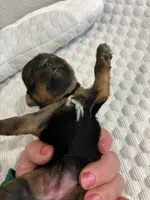 Sadie, a female Yorkshire Terrier for sale in Bruce, SD – 2 of 10