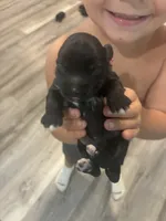 Sophie, a female Yorkipoo for sale in Bruce, SD – 3 of 9