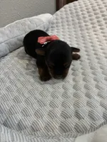 Sadie, a female Yorkshire Terrier for sale in Bruce, SD – 8 of 10