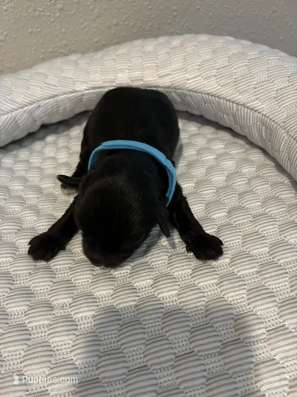 Jack – Yorkipoo puppy for sale in Bruce, SD