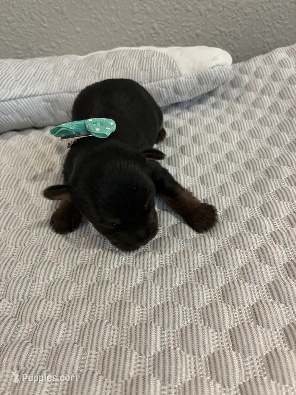 Sophie – Yorkshire Terrier puppy for sale in Bruce, SD