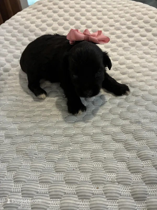 Sophie – Yorkipoo puppy for sale in Bruce, SD
