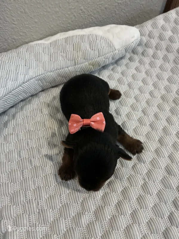 Sadie – Yorkshire Terrier puppy for sale in Bruce, SD