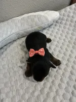 Sadie, a female Yorkshire Terrier for sale in Bruce, SD – 1 of 10