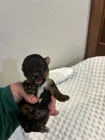 Rex, a male Yorkshire Terrier for sale in Bruce, SD – 2 of 10
