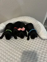 Charlie, a male Yorkipoo for sale in Bruce, SD – 6 of 6