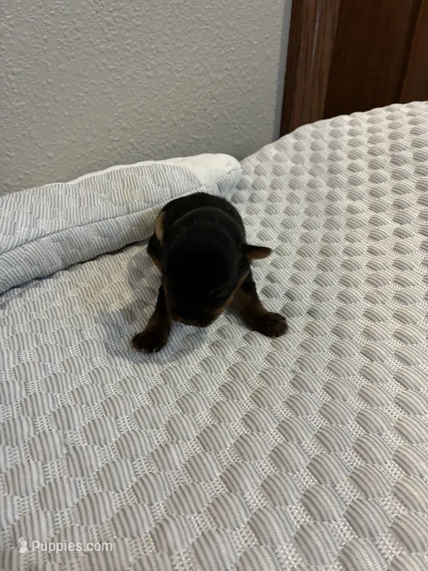 Rex – Yorkshire Terrier puppy for sale in Bruce, SD
