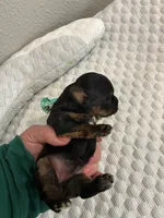 Sophie, a female Yorkshire Terrier for sale in Bruce, SD – 5 of 10