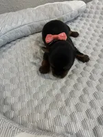 Sadie, a female Yorkshire Terrier for sale in Bruce, SD – 3 of 10