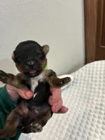 Rex, a male Yorkshire Terrier for sale in Bruce, SD – 4 of 10